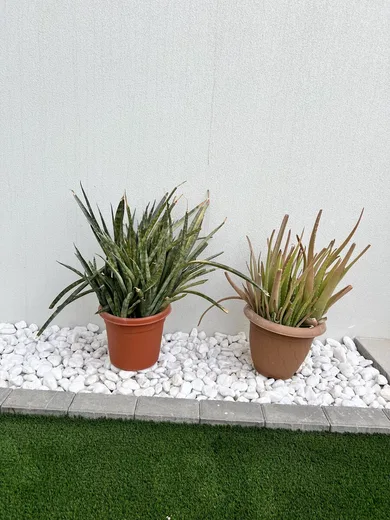 Outdoor Duo — Big Aloe Vera + Cylindrical Snake Plant