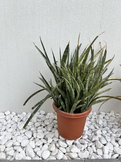 Outdoor Duo — Big Aloe Vera + Cylindrical Snake Plant