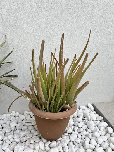 Outdoor Duo — Big Aloe Vera + Cylindrical Snake Plant
